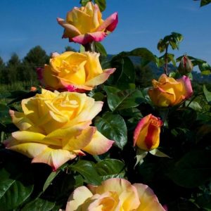 mme-a-meilland-trandafir-urcator-5_2048x