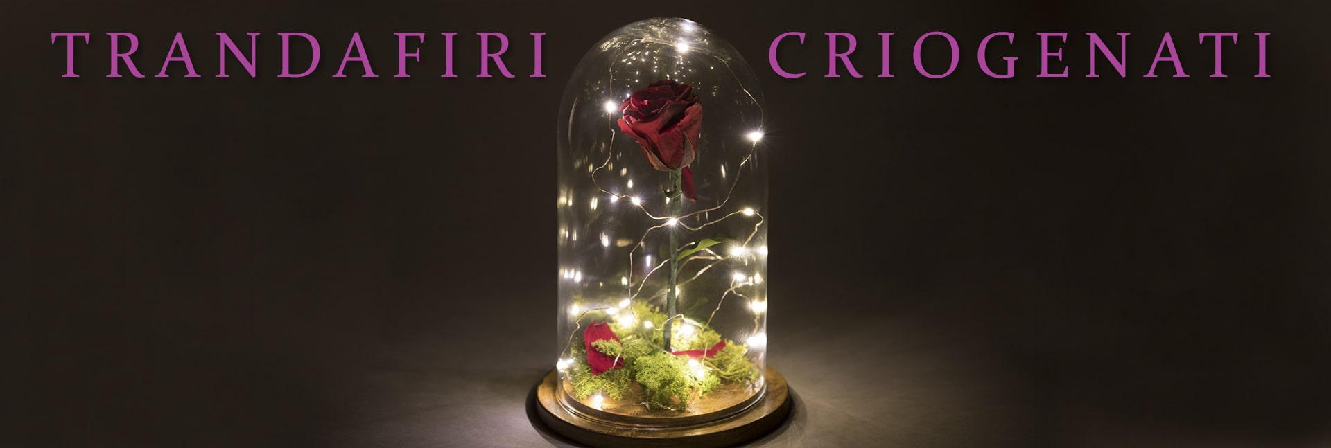 trandafiri-criogenati-1920x647