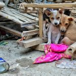 Casa animalelor abandonate nu trebuie să fie adăposturile