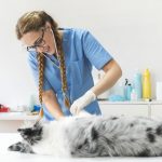 Ce boli pot contacta câinii și cum se pot trata la un cabinet veterinar?